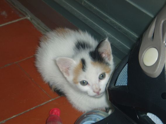 20060506192432-bicho.jpg